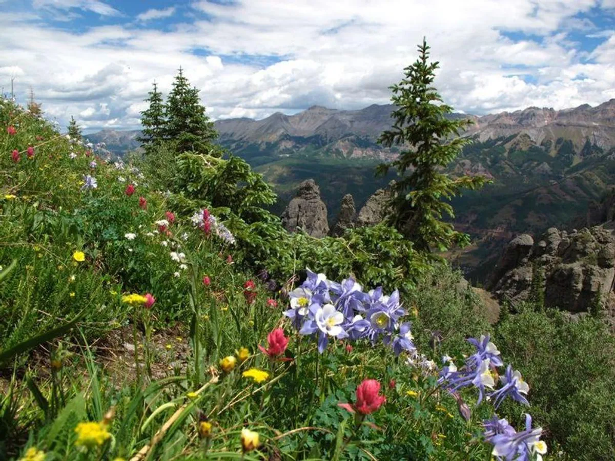 This view showcases a carpet of colorful wildflowers leading toward distant mountains and lush greenery. The scene is serene and captures the beauty of Telluride’s summer transformation.